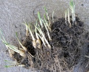 Czosnek niedźwiedzi- Allium ursinum 40 szt.