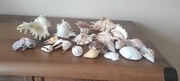 Muszle morskie do akwarium