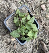 Melisa cytrynowa sadzonki