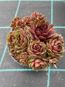 Rojniki nr 23 sadzonka p9