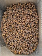 Pierzga Pszczela 1 kg 