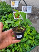 Cayenne papryka ostra sadzonka