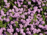 Macierzanka kaskadowa wonna bylina wieloletnia sadzonka doiczka 1 litr 