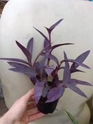 trzykrotka pink stripes M bez wyraźnych przebarwień