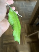 Hoya Seeds hoja hoja