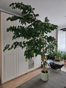 Fikus Benjamin 10 letni + doniczka