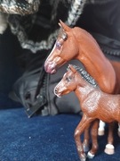 Klacz i źrebak collecta Custom