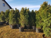 Tuja Thuja SZMARAGD BRABANT Polski producent!