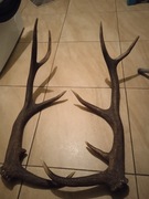 Zrzut zrzuty poroże jelenia para jelenia łosia 