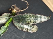 Sansevieria kirkii var.pulchra 'Coppertone'