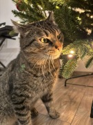 Kot Boczek - dwuletni przytulas poleca się do adopcji. Za darmo!