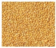 Proso żółte dla ptaków - 1 kg