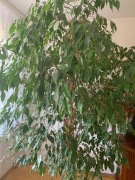 Fikus XXL soczyste liscie, idealny do salonu lub gabinetu 