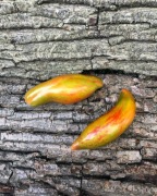 GREEN Tulip    Pomidor Kolekcjonerski 