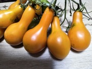 Pomidor Mila Nasiona 