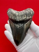 OGROMNY ZĄB REKINA MEGALODONA XLL - AUTENTYK