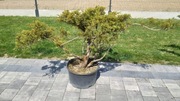 Bonsai 9 letnie Jałowiec Chiński ZIMOZIELONY 80cm wysokośći