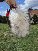 Ring owczy rozmiar L