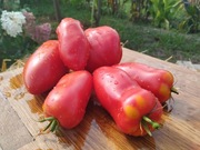 BYCZE  ROGI nasiona Pomidor Kolekcjonerski