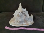 Duża muszla XXL Dekoracja Akwarium