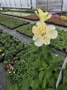 Alstromeria ogrodowa Summer Ice 3L 