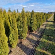 Tuja Szmaragd THUJA OCCIDENTALIS SMARAGD