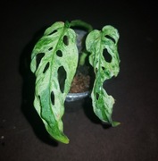 Monstera Frozen Freckles