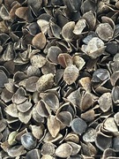 Łuska gryki, absolutnie ekologiczna 