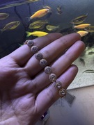 Bransoletka Angelik Swarovski