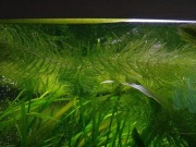 15 x Rogatek roślina akwariowa | długość min. 15 cm