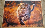 Puzzle ułożone 1000el 68x48cm lampard RADOM