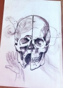 Anatomia czaszki – oryginalny rysunek tusz A4 szkic artystyczny