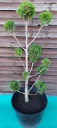 Tuja thuja formowana 10 kul