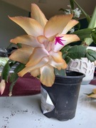 Grudnik Kaktus Bożonarodzeniowy 