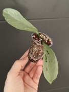 Hoya AH-074 - sadzonka ukorzeniona