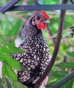 Kogut sebrytka młodziutki 