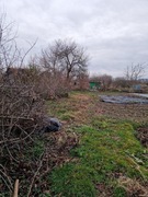 Oddam za darmo drewno z wycinki drzewek