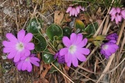Pierwiosnek Primula clusiana