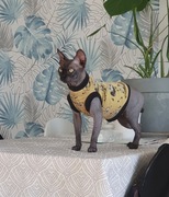 Kocięta Sfinks Kanadyjski hodowla Felis Polonia 