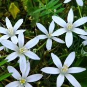 Śniedek baldaszkowaty - SADZONKA - WIELOLETNIA - NISKA BYLINA 