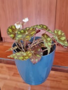 Młoda zdrowa begonia Tiger begonia tygrysia