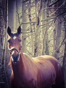 Klacz małopolska 15lat mega spokój do towarzystwa 