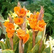 Canna-paciorecznik  Najładniejsze  odmiany