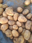 Młode ziemniaki Denar