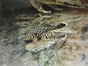 Zbrojnik ancistrus wabenmuster