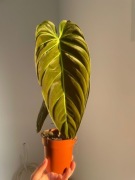 philodendron melanochrysum