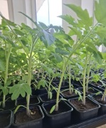 Sadzonki pomidora Malinowy żółty czarny 