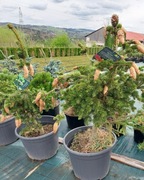 Świerk  „LUCKY STRIKE”, Picea pungens 50cm+ C20