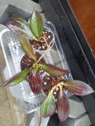 Hoya nicholsoniae Cinnamon Cinnoman Candy mega kolor 