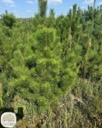 sosna czarna, sosna zwyczajna, pinus, 200-400cm, kopane z gruntu